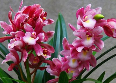 香妃蘭花開花時(shí)間 香妃蘭花什么時(shí)候開花